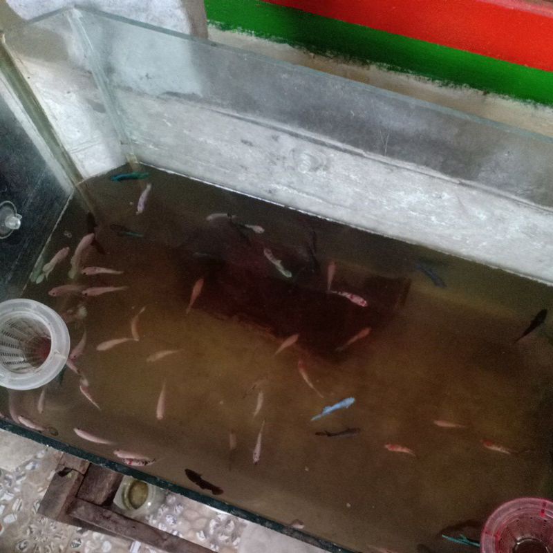 

Anak cupang