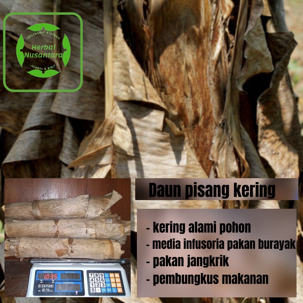1kg daun pisang kering media infusoria bahan pakan burayak, ikan cupang dan jangkrik