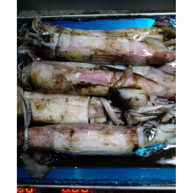 

Cumi Karang Fresh 1 Kilo