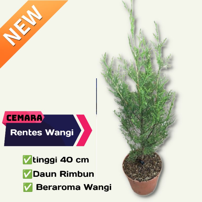 Jual Cemara Rentes - Tanaman hias bunga cemara rentes-wangi (bergaransi ...