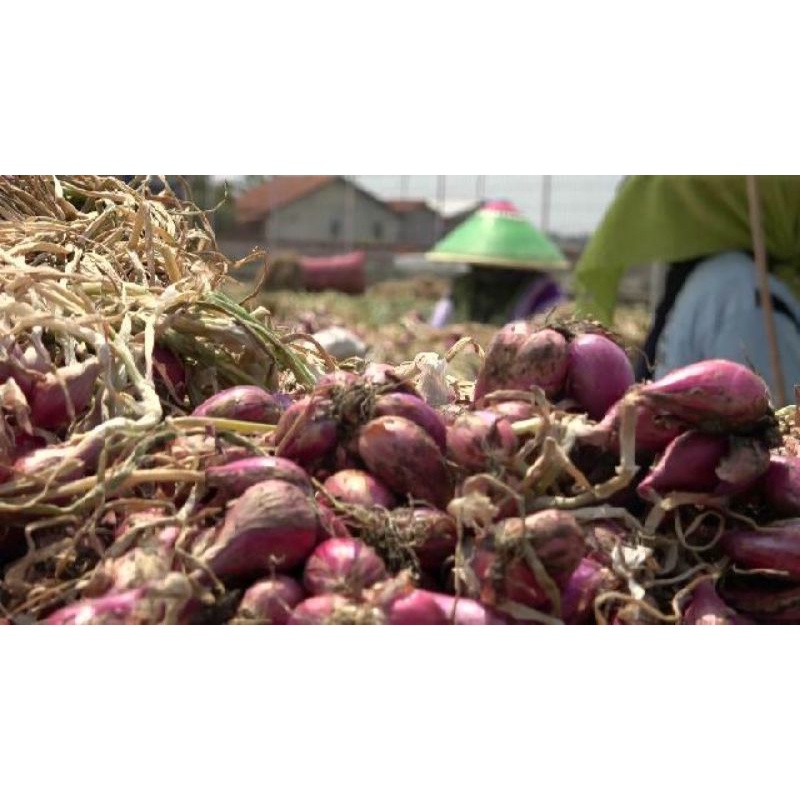 

Bawang merah samosir 500 gram