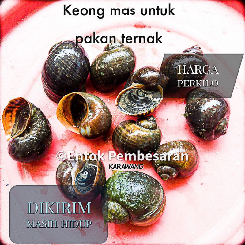 Jual Keong Mas Keong Sawah Pakan Shopee Indonesia