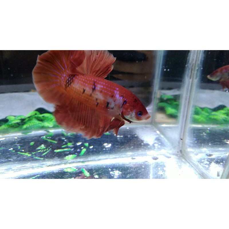 

Ikan Cupang Red Koi Classic BO 5 cm Usia 5 Bulan