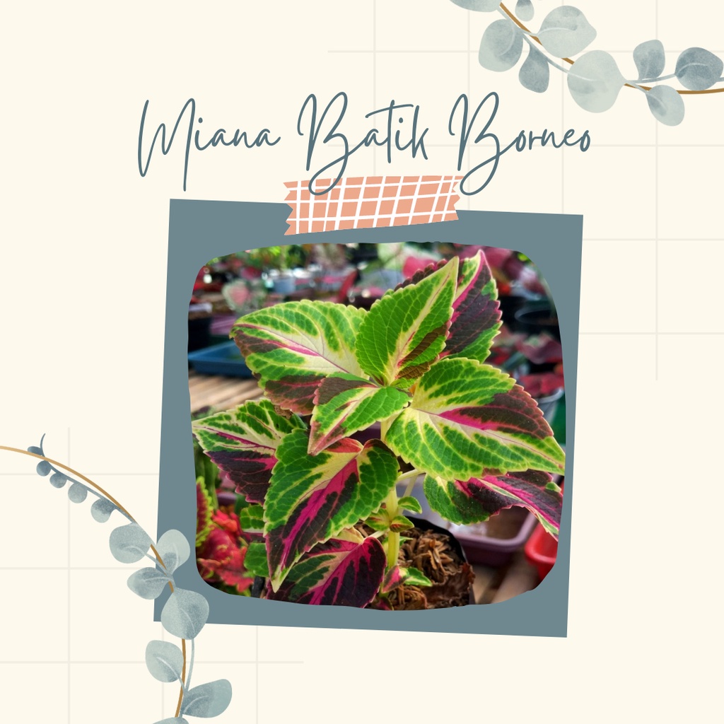 Tanaman Miana Batik Borneo Bunga Miana Premium Batik Borneo Cantik Miana Batik Borneo