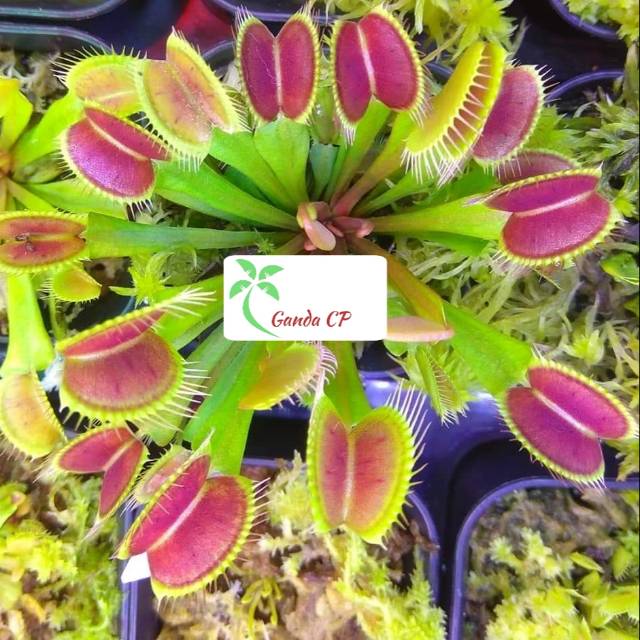 PROMO Tanaman Karnivora Venusflytrap VFT