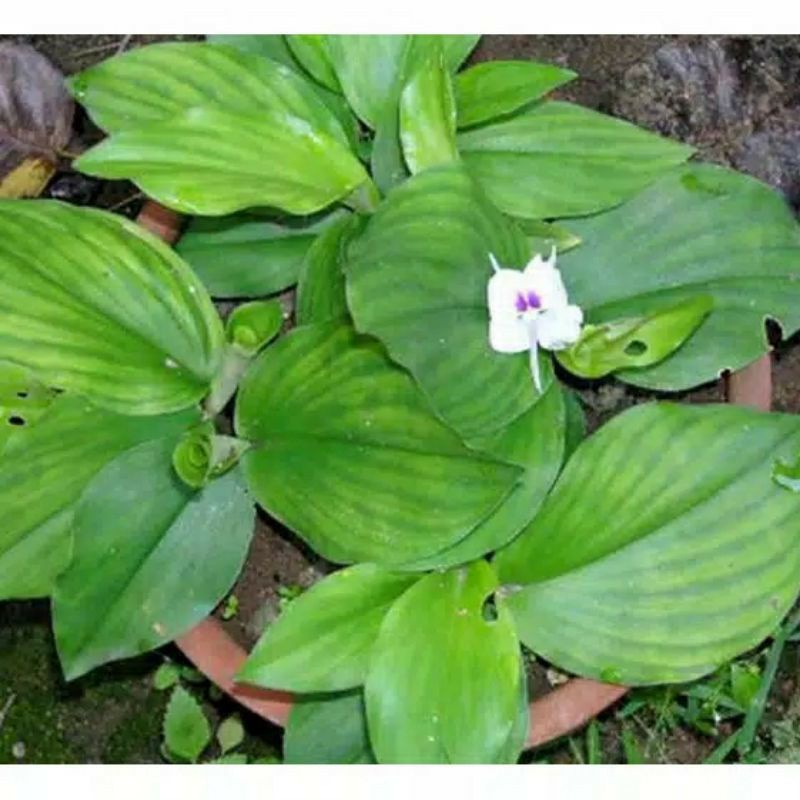 kencur tanaman bibit kencur tanaman kencur murah