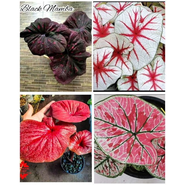 4 paket tanaman hias umbi caladium thailand keladi hias