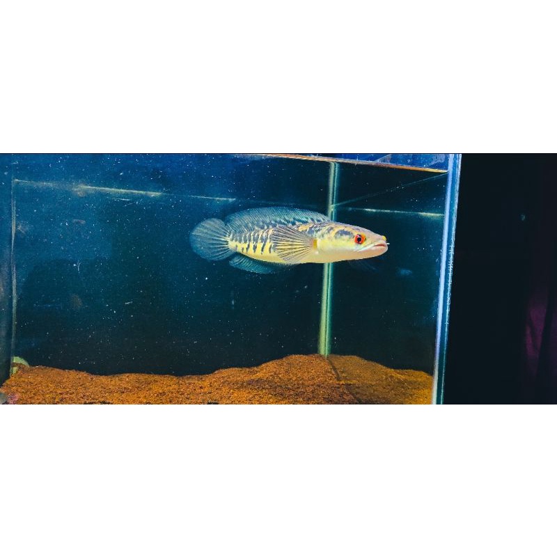 Channa Yellow Sentarum 7-10cm(sortiran keras bar simet)