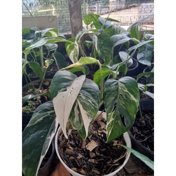 epipremnum pinatum varigata