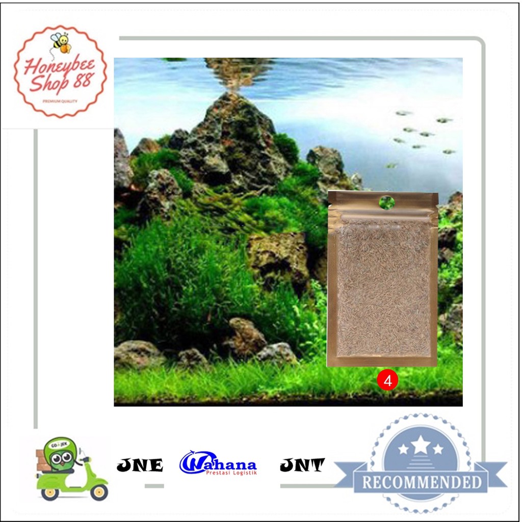  Bibit  Rumput Air Dekorasi Aquarium  Tanaman  Hias  Aquascape 