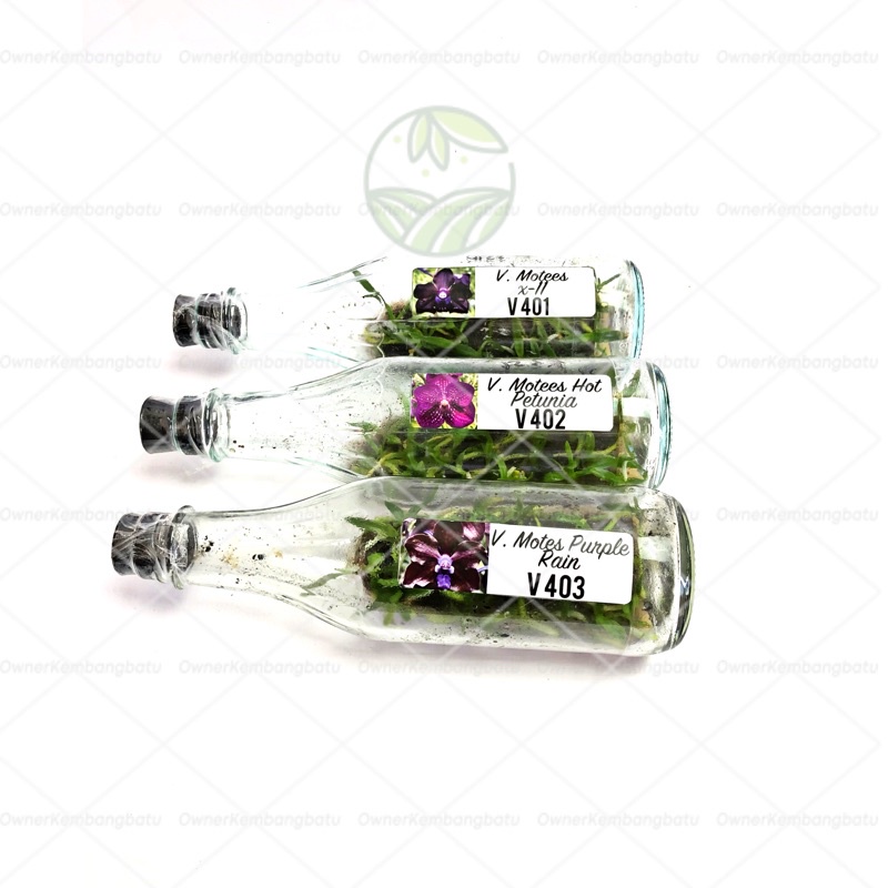 Bibit Angrek vanda botolan | anggrek vanda | anggrek botolan | benih anggrek | anggrek murah