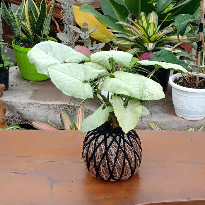 Tanaman hias dalam ruangan KOKEDAMA Syngonium podophyllum Tanaman hias dalam ruangan KOKEDAMA Syngonium podophyllum