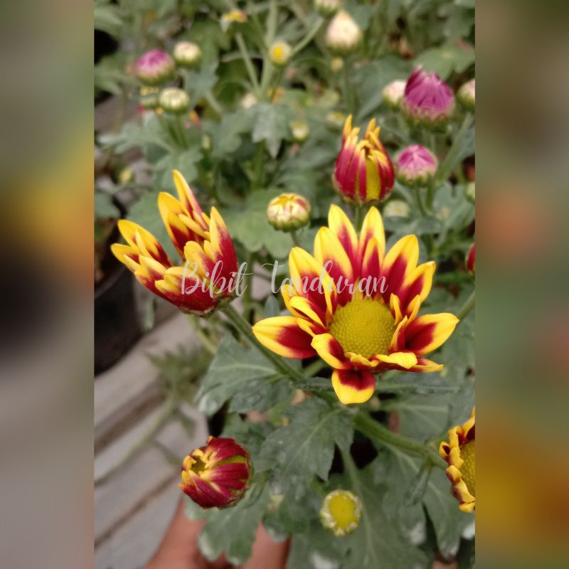 Tanaman bunga Krisan/berbagai jenis warna Krisan/Krisan murah cantik Bijian
