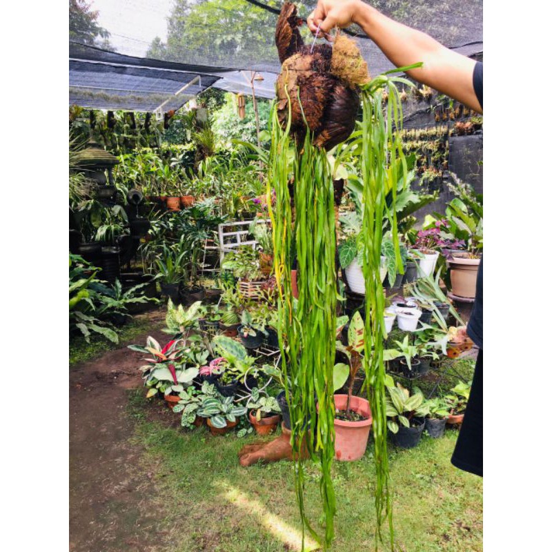 Ophioglossum Pendulum