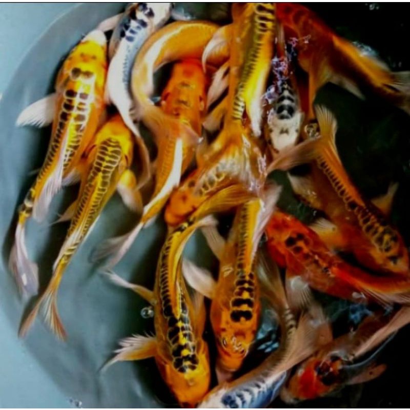 ikan koi metalik slayer size 15 - 18 cm