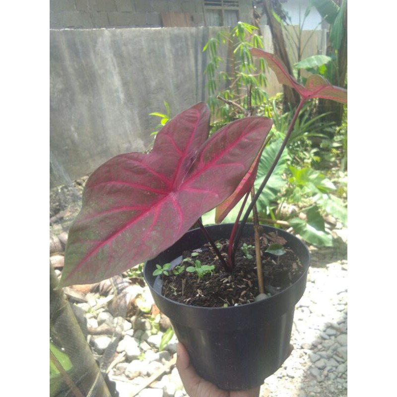 

keladi merah