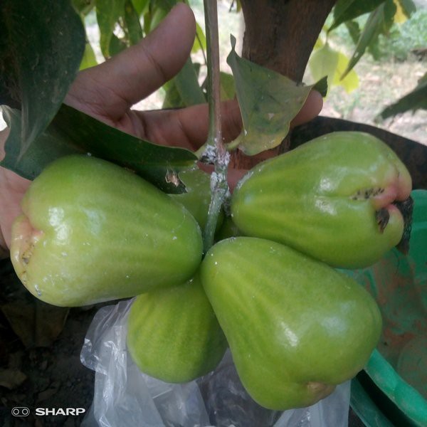 Jambu Air Taiwan Super Green
