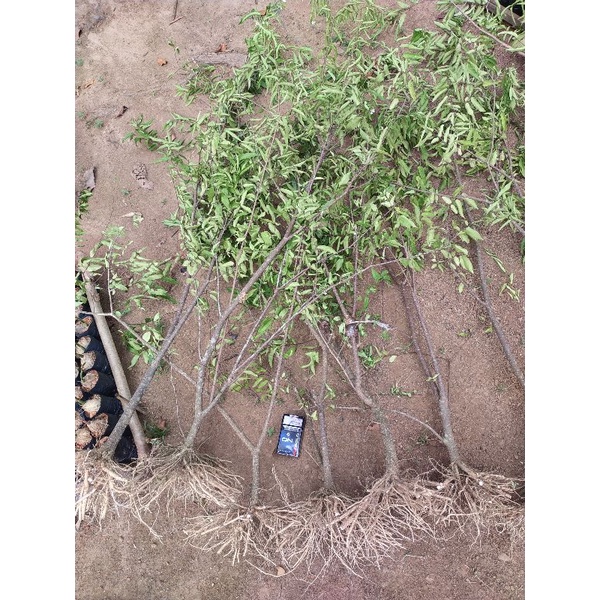 BAHAN ANTING PUTRI PROKAR