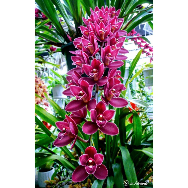 anggrek cymbidium australia