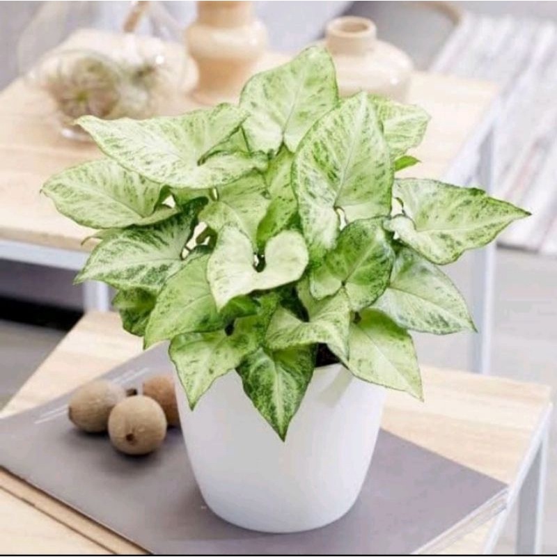 syngonium podophyllum syngonium putih keladi putih