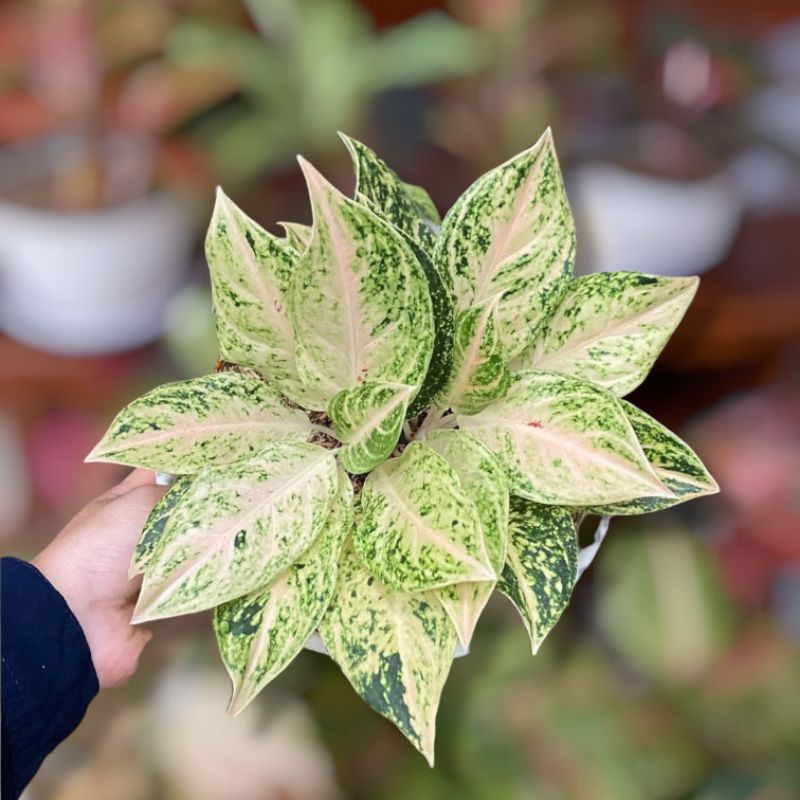 Tanaman hias bunga aglonema mutiara siam / aglonema mutiara siam remaja murah bukan bonggol / tanama