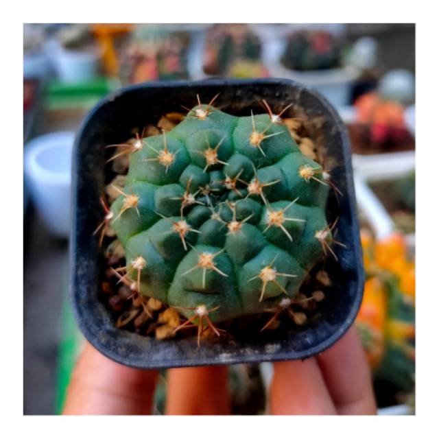 Gymnocalycium Quehlianum
