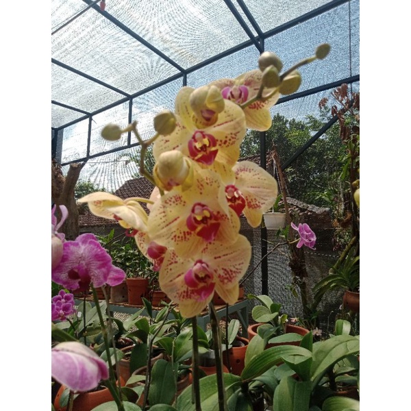 Anggrek bulan Jumbo