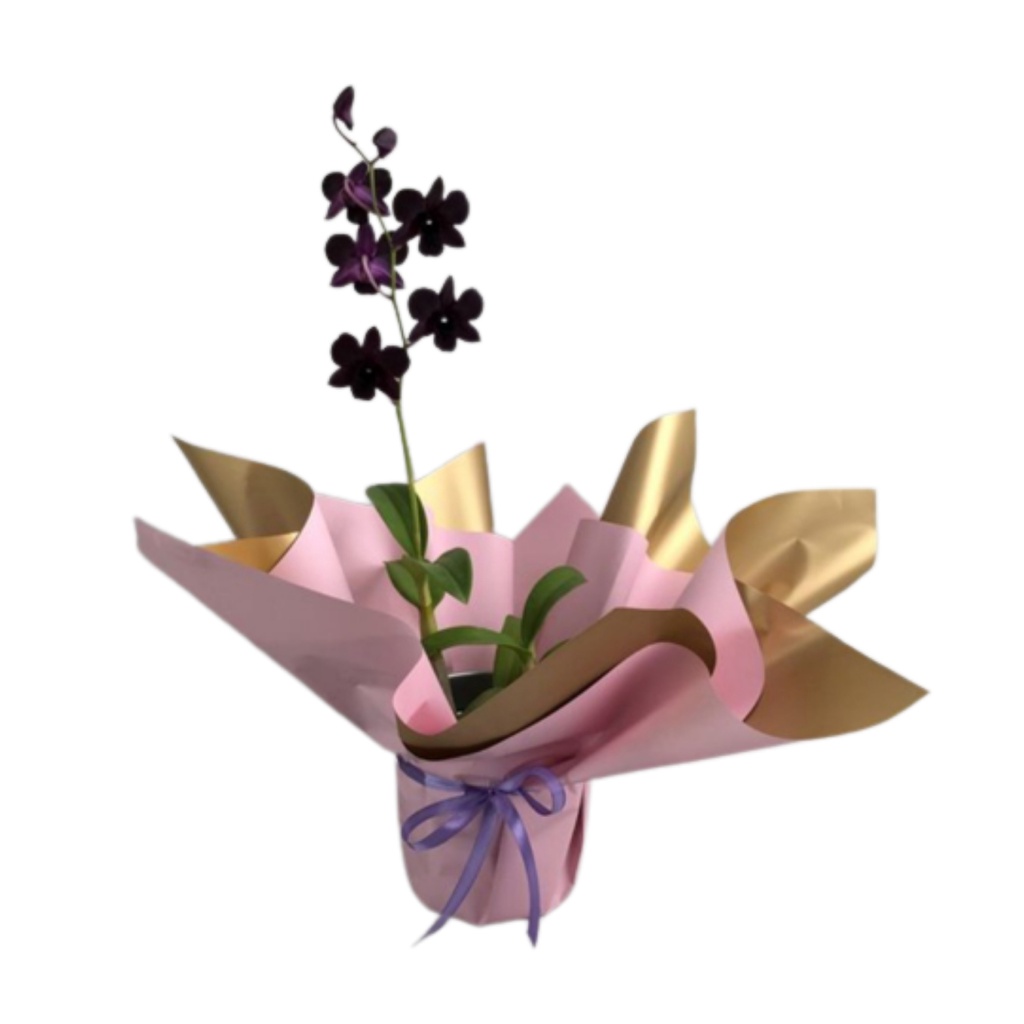 [Flower Bouquet / Hampers Anggrek] Buket BungaTanaman Hias Hidup Anggrek Dendrobium 1 Tanaman