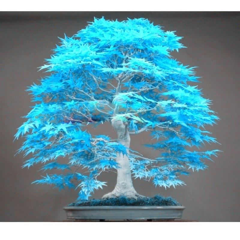 20Pcs Bibit Pohon Maple Bonsai Warna Biru | Shopee Indonesia