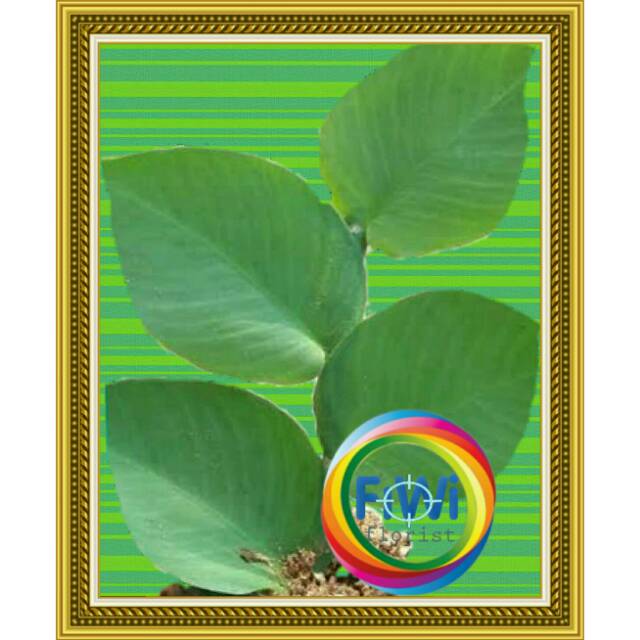 Tanaman hias daun bibit ficus pumila/dolar rambat