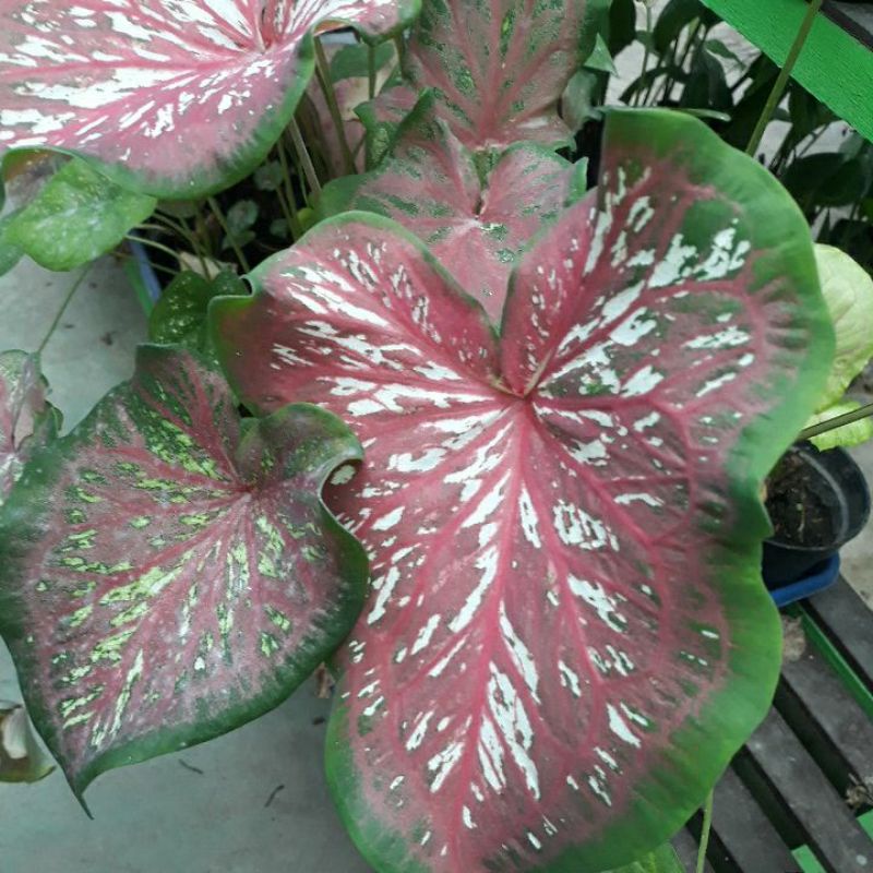 whorton caladium