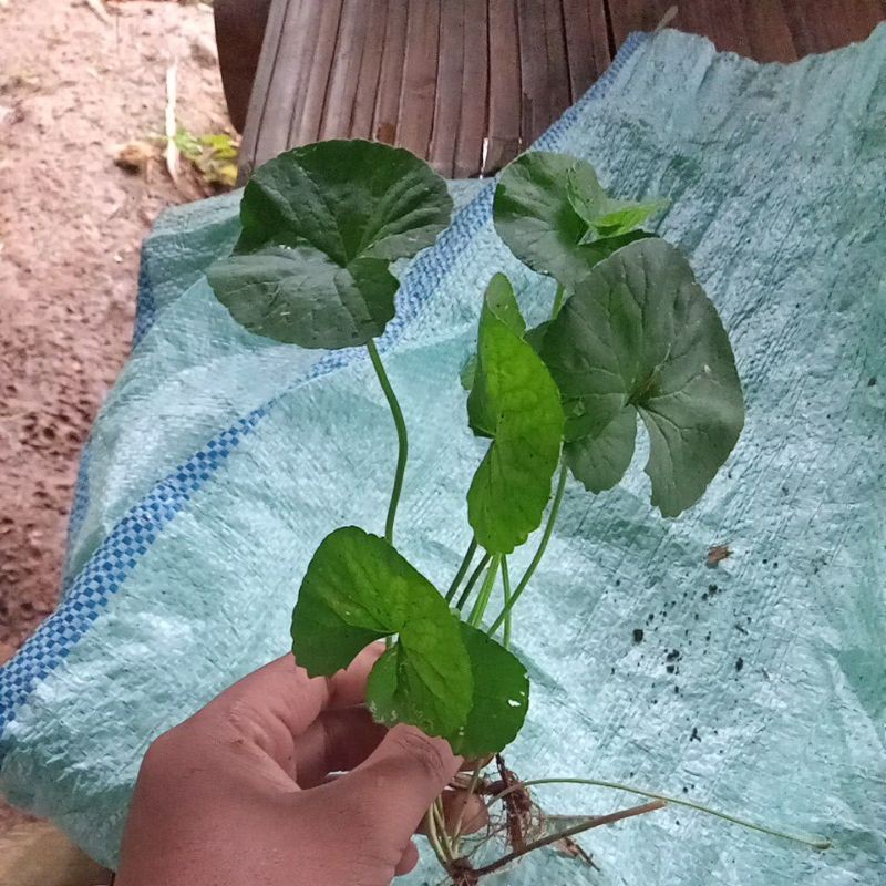 

Daun pegagan segar organik perlembar