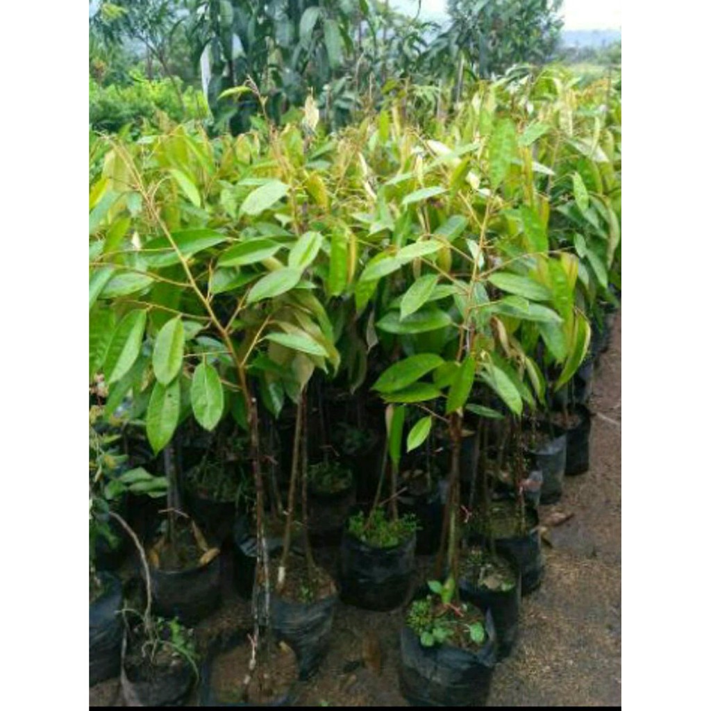 Super Bibit Buah Durian Merah Kaki 3 Kw A1