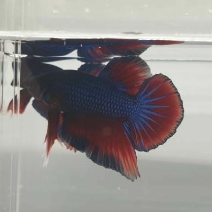 ikan cupang halfmoon plakat HMPK jantan male biru merah foto asli