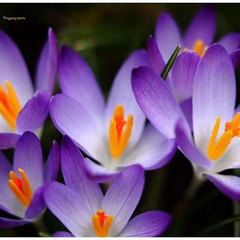 bunga saffron safron Biji benih bibit minimal order 5 biji