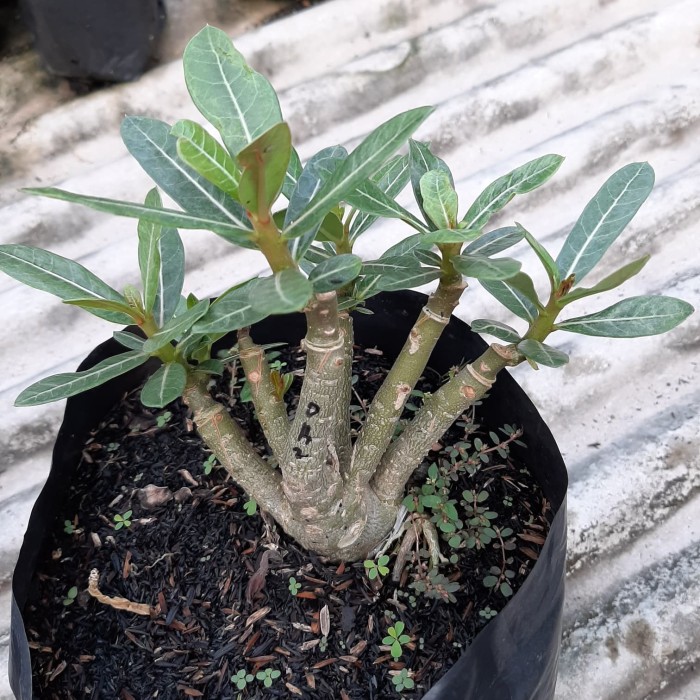 PROMO Tanaman Hias Bunga Adenium  cabang seribuTumpuk Kamboja Jepang id Dun Huang Size C ,..