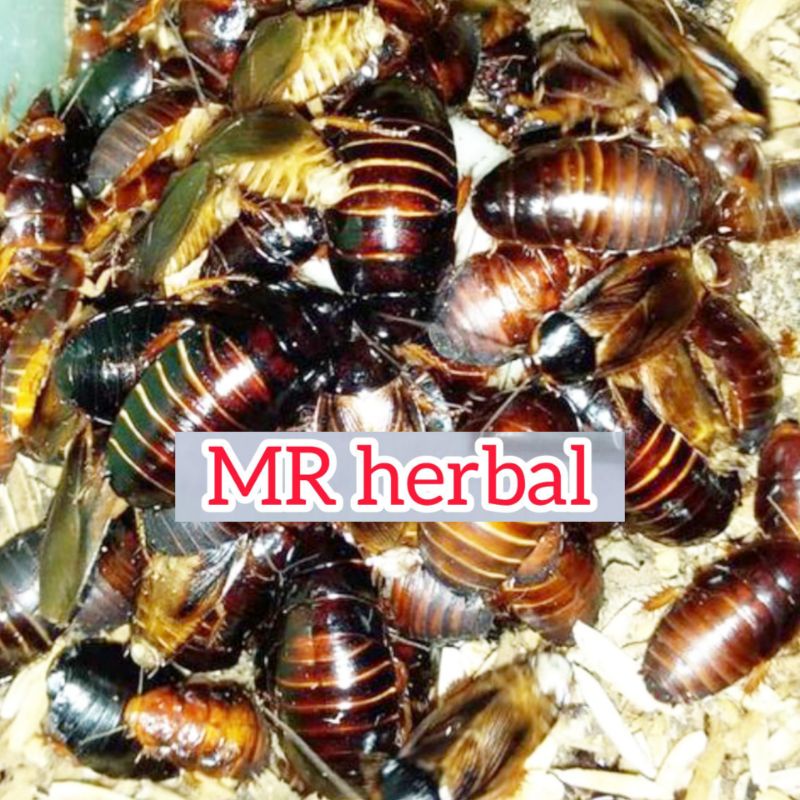 Jual kecoa batu skam padi umpan pancing galatama lele 30 ekor