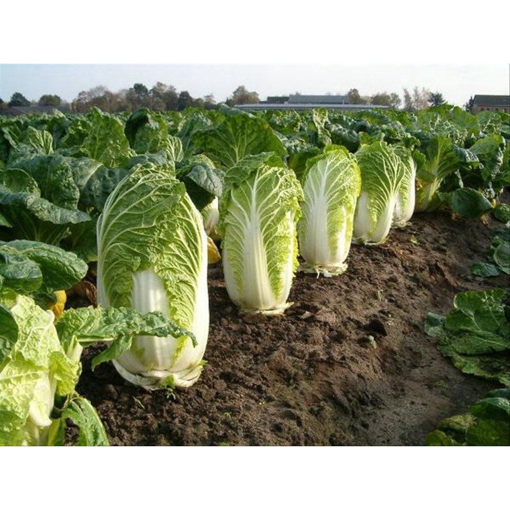 Benih Bibit Biji - Sawi Putih Slobor Napa Cabbage Sawi Kimchi Korea K-pop F1 Hibrida Seeds - Panen Dalam 55 HST