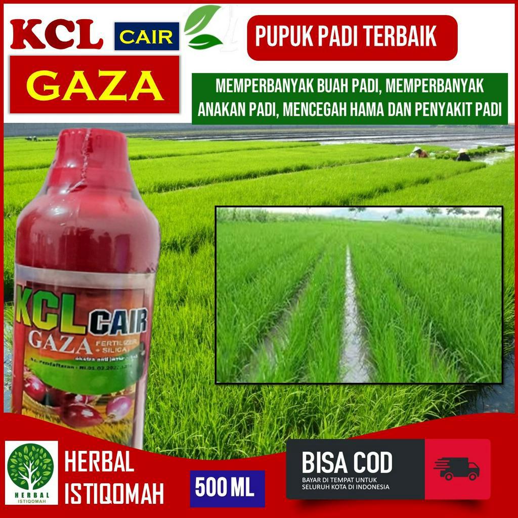 Pupuk KCL Cair Gaza isi 500 ML PUPUK Padi Terbaik -  Obat Pelebat Anakan Padi Paling Ampuh - Pupuk K