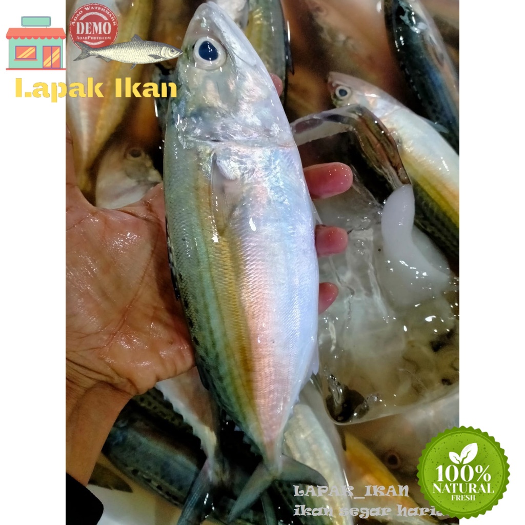 

GROSIR Ikan Kembung Banjar Segar Hasil Laut Segar 5Kilogram / 10Kilogram
