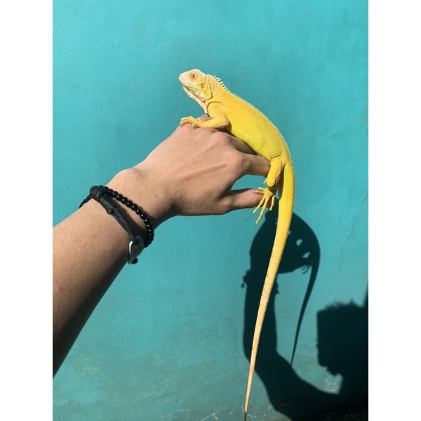 iguana albino / green albino betina juve 65 cm