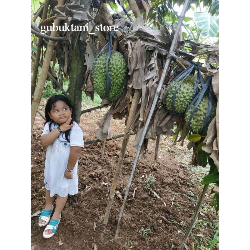Bibit Durian Tembaga Super/durian Super Tembaga Berkwalitas Hasil Okulasi Tanaman Tabulapot