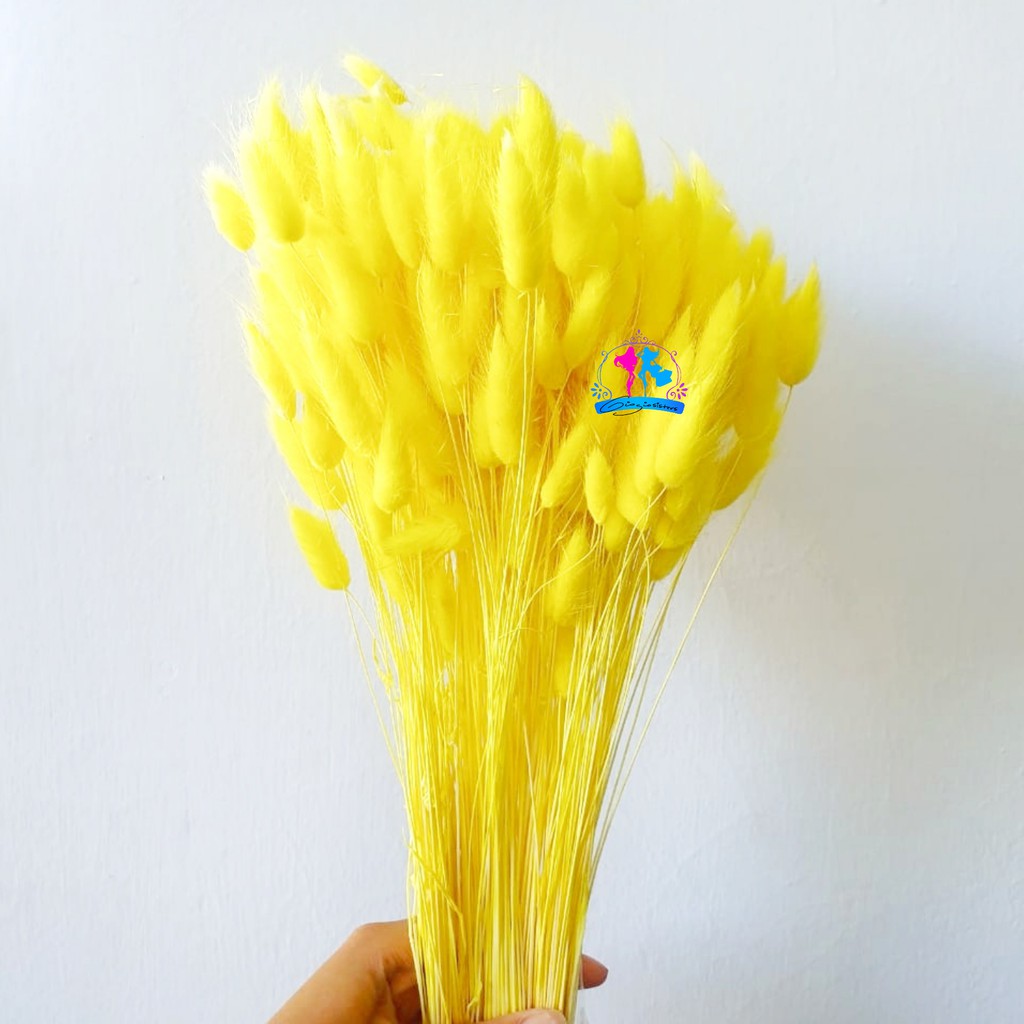 1 ikat Dried Lagurus Yellow | Bunga Kering Lagurus Ovatus Kuning | Bunga Hias Kering