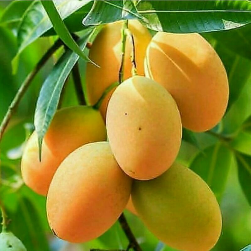 Bibit Mangga Madu Anggur Siap Tabulampot