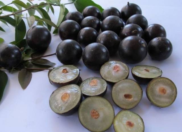 Bibit tanaman buah anggur Brazil jaboticaba-2