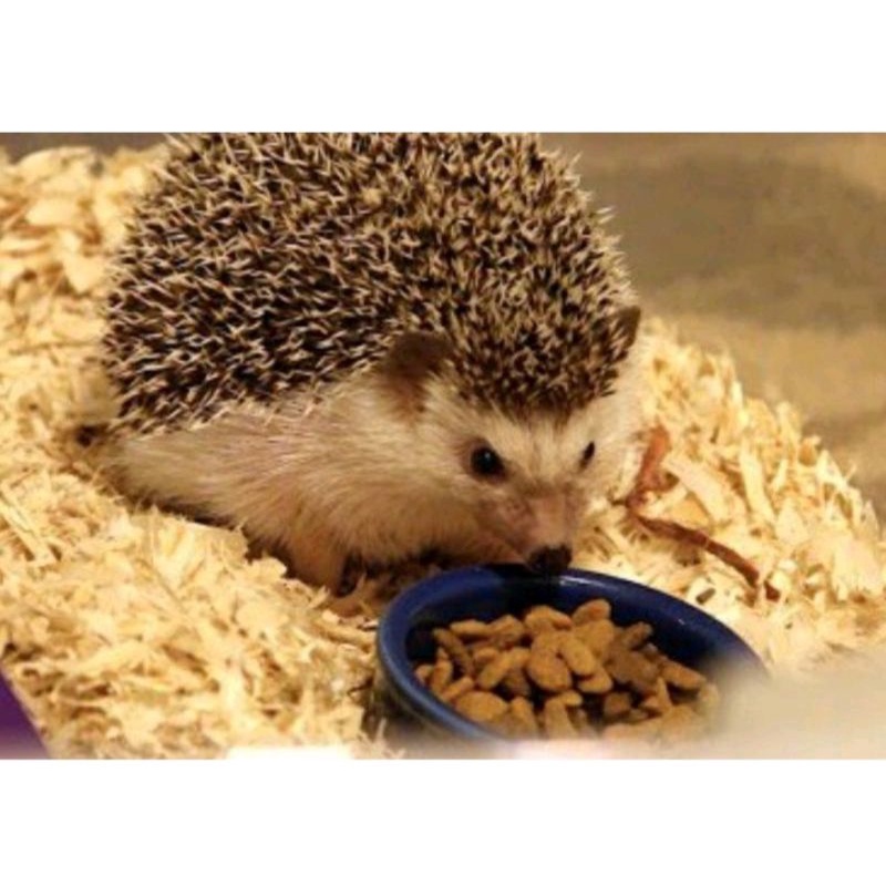 Serbuk Kayu Hamster 1 Karung