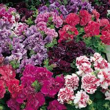 

Bibit /Benih /Seeds Petunia Mix Colour isi Banyak Hiaskan Ruanganmu dengan Tanaman Kecil