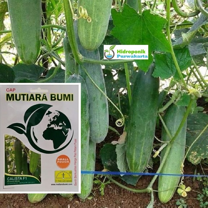 Benih Mentimun Ketimun Calista F1 Cap Mutiara Bumi Buah Hijau Tua Isi 200 Butir