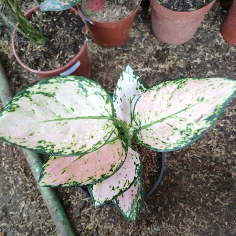 aglonema pink yulia