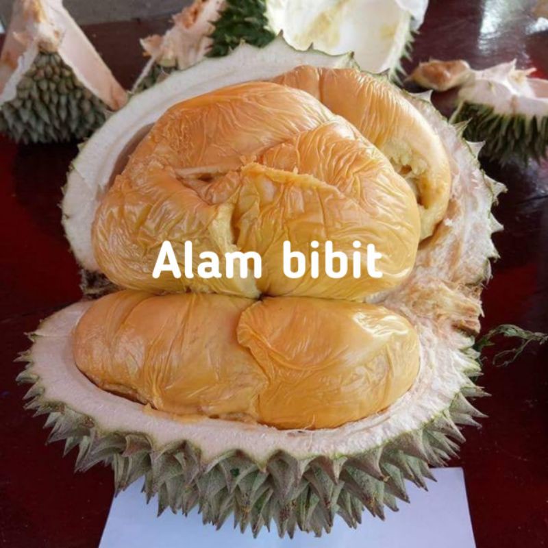 BIBIT DURIAN OCHE DURI HITAM OKULASI (COCOK DI TANAM POT)